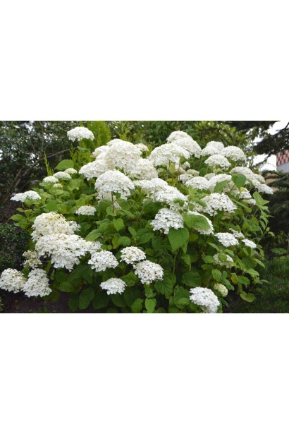 Гортензія Грандіфлора кущ